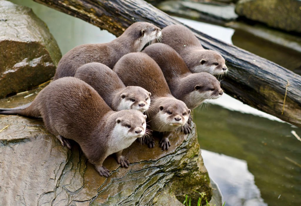 Top best 12 things about otters you need to know before you buy them (otters for sale).