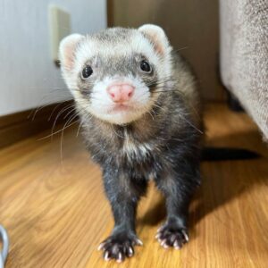 Ferret for sale ferret names