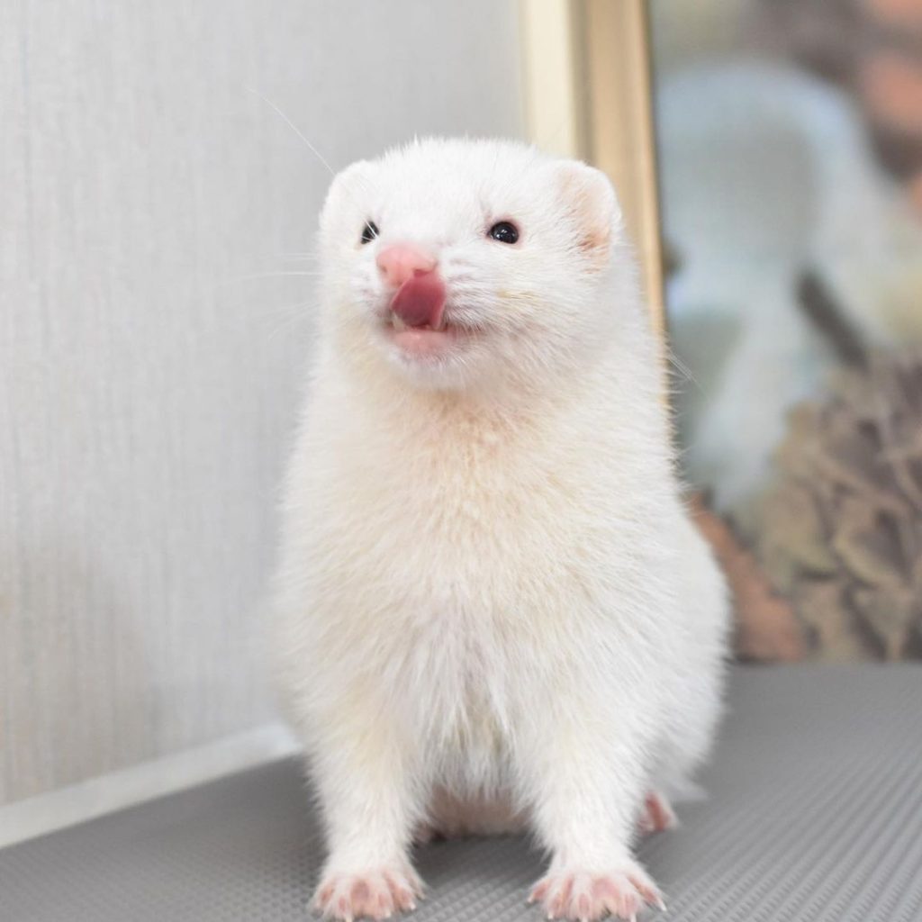 Where to find ferrets for sale online