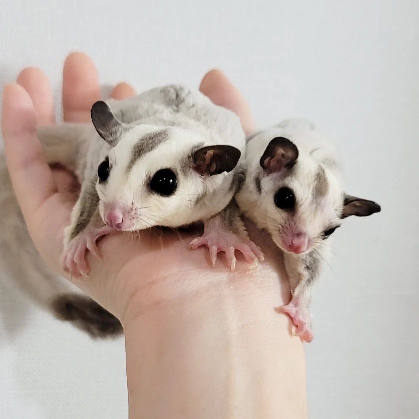 Top things to consider before buying a sugar glider for a pet