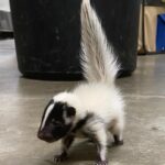 male Skunks For Sale