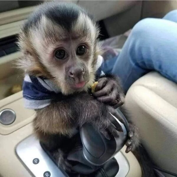 Capuchin Monkey For Sale
