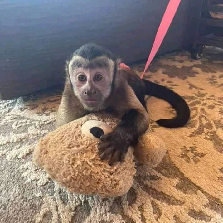 Are Capuchin Monkeys Legal In Texas