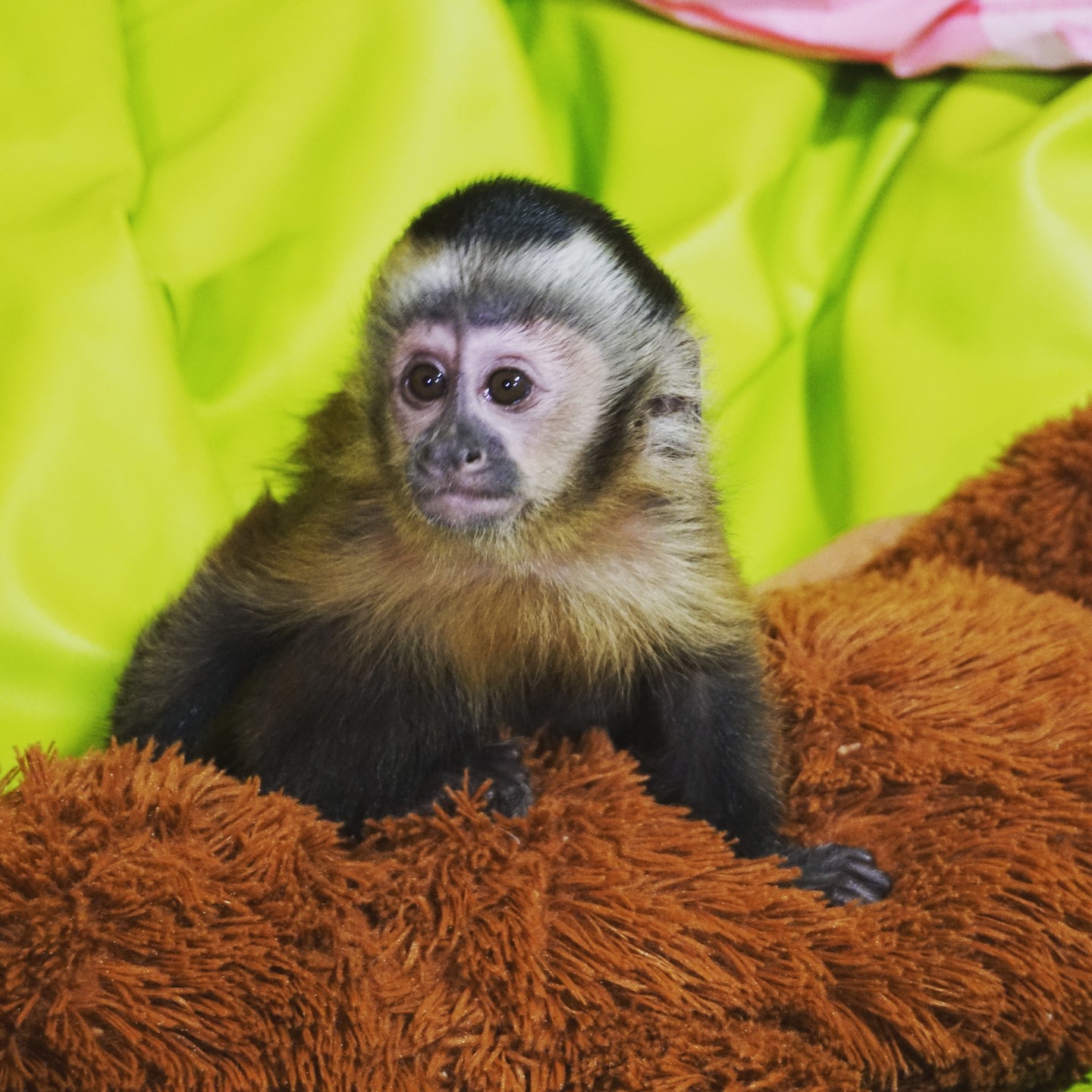 Capuchin for sale