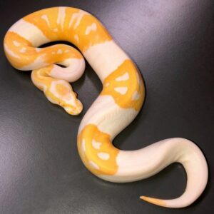 baby ball python for sale