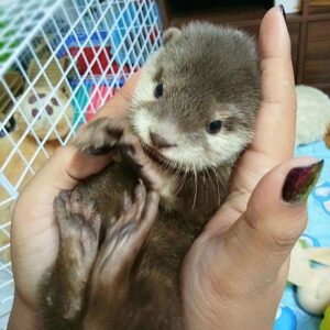 buy baby otter