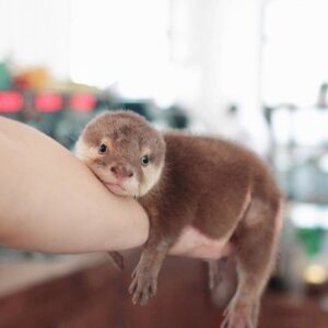 clean male otter for sale
