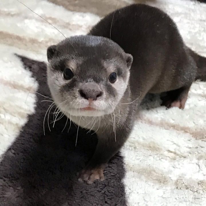 male otter for sale