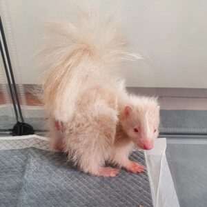 albino skunk for sale