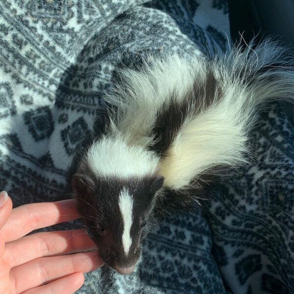male skunk For Sale