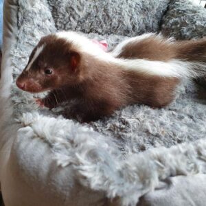 brown and white skunk For Sale