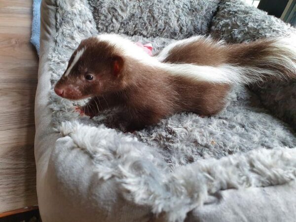 brown and white skunk For Sale