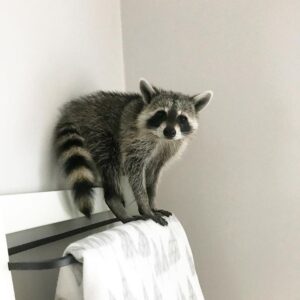 buy raccoon