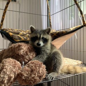 female Raccoon For Sale