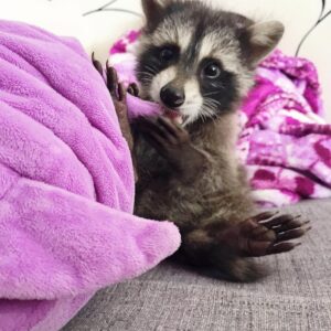 boy Raccoon For Sale