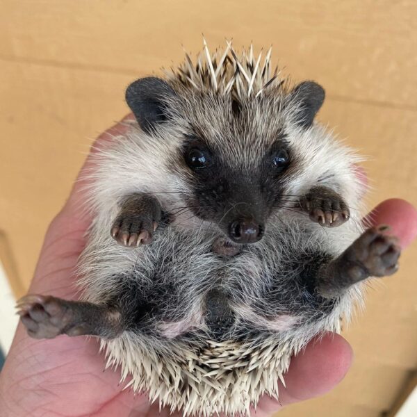 hedgehogs for sale