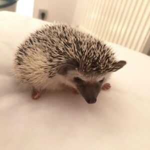 hedgehogs for sale US