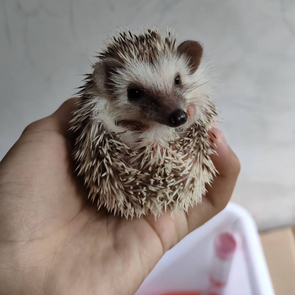 Hedgehog Facts and Considerations