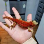 gargoyle gecko for sale