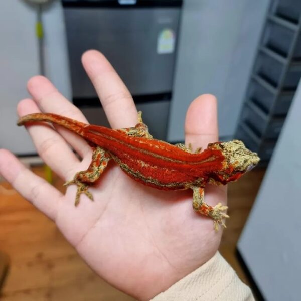 gargoyle gecko for sale