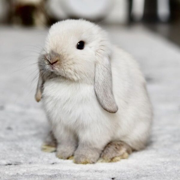 bunnies for sale