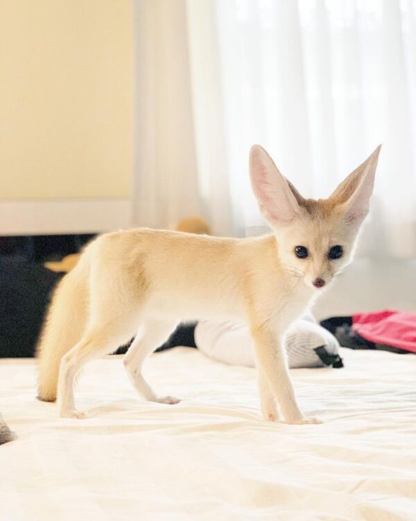fennec fox for sale texas