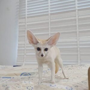 baby fennec fox for sale texas