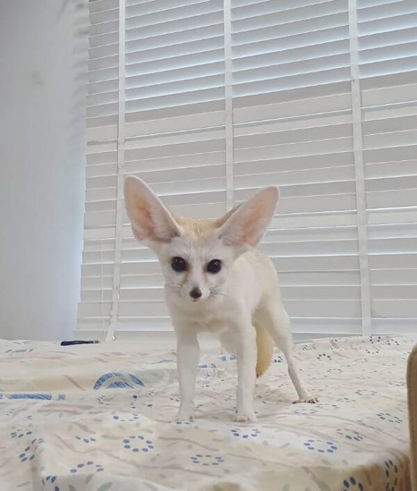 baby fennec fox for sale texas