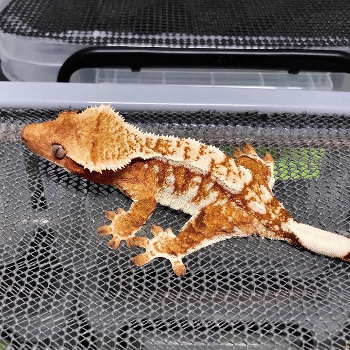 gargoyle gecko for sale gargoyle gecko care