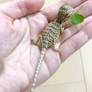 bearded dragon for sale