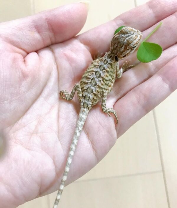 bearded dragon for sale
