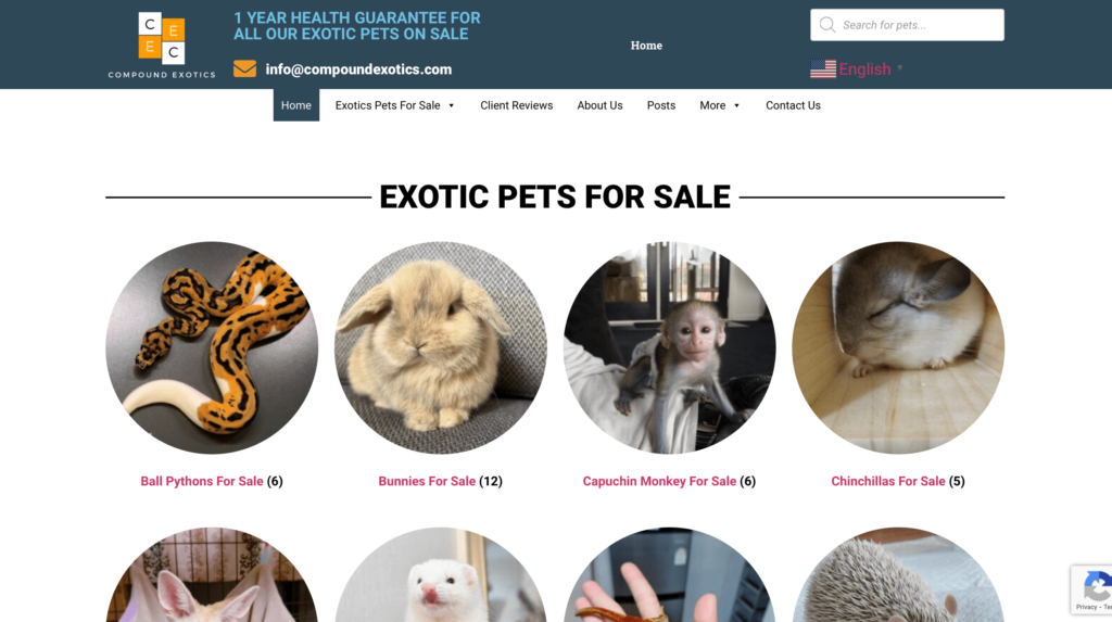 Where to Buy a Hedgehog – 3 Online Sites