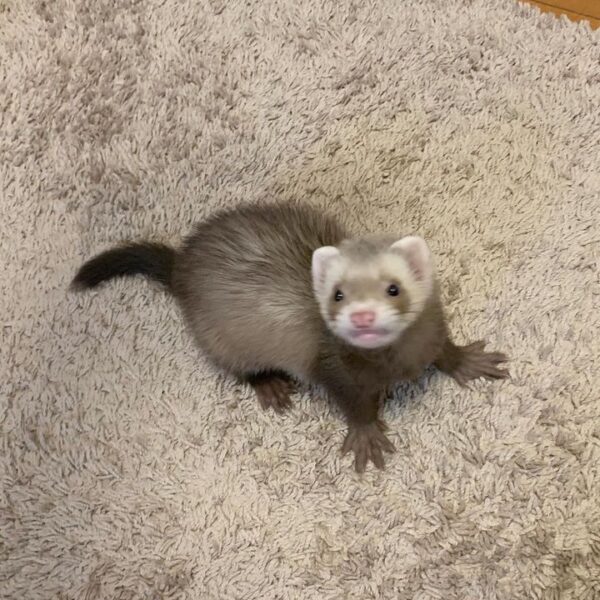 male ferret for sale