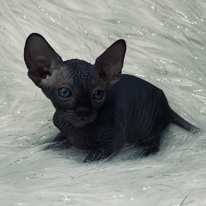  1 Noir male - male sphynx kitten for sale 