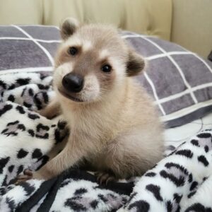 exotic pets for sale male raccoon for sale raccoon names baby raccoon colors