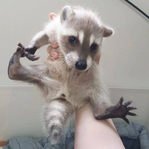 female raccoon for sale