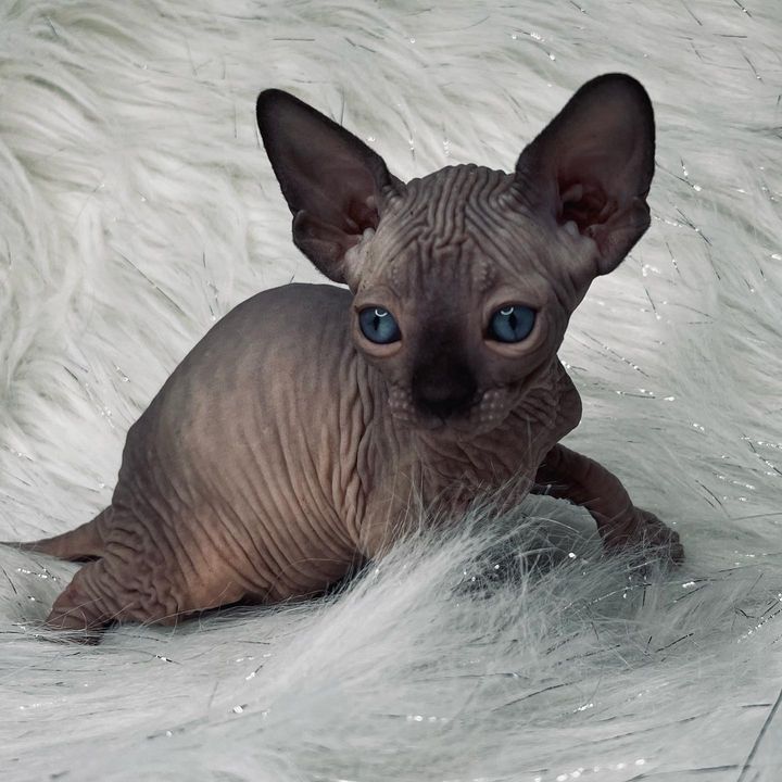 Blue sphynx store kittens for sale