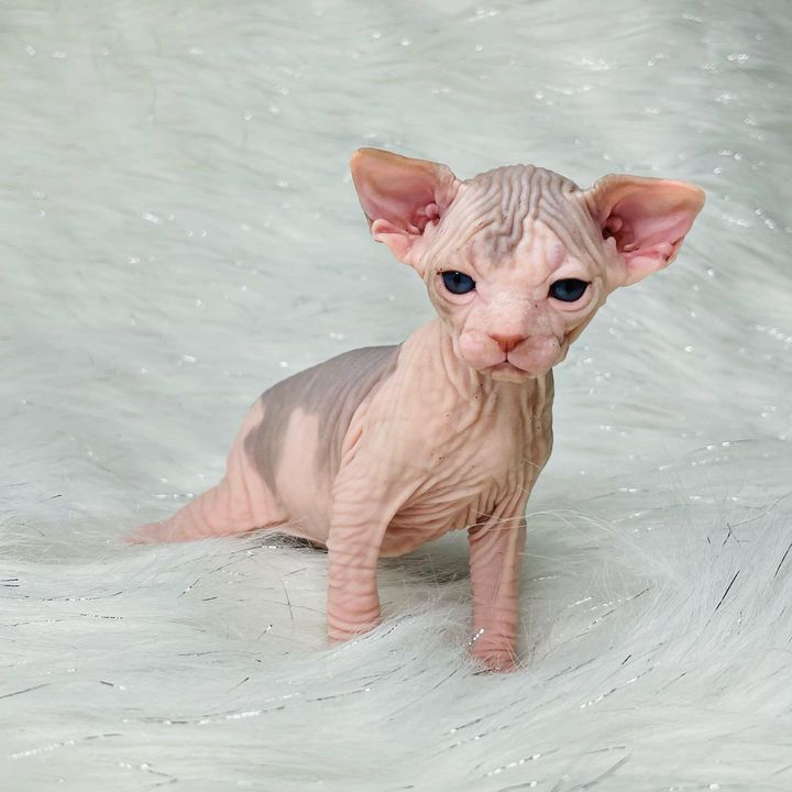 Top Notch Quality Sphynx Kittens For Sale Compound Exotics