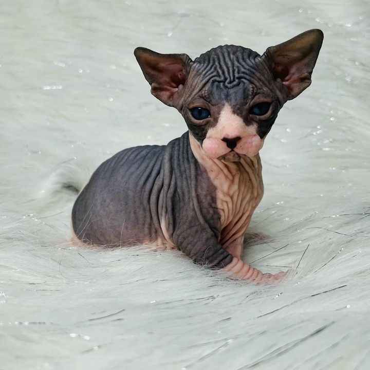 Top Notch Quality Sphynx Kittens For Sale Compound Exotics