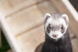 ferrets for sale Top 5 Hidden Cat Food Ferrets Can Eat