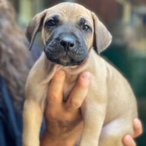 cane corso puppies for sale near me cane corso puppies for sale under $500