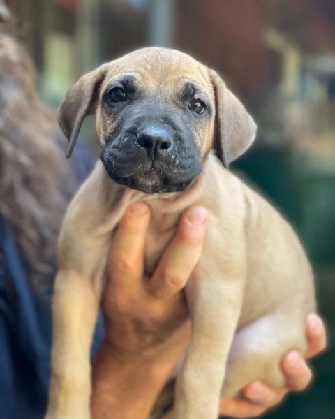  2 Lady female - male Cane Corso Puppies For Sale Near Me 