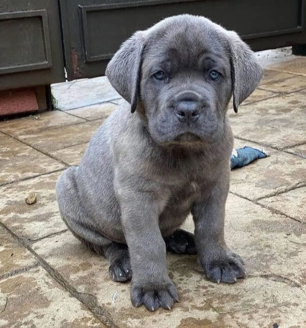 cane corso puppies for sale under $500 cane corso puppies for sale near me