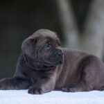 Cane Corso Puppies for Sale Under $500 Near Me