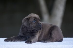 Cane Corso Puppies for Sale Under $500 Near Me