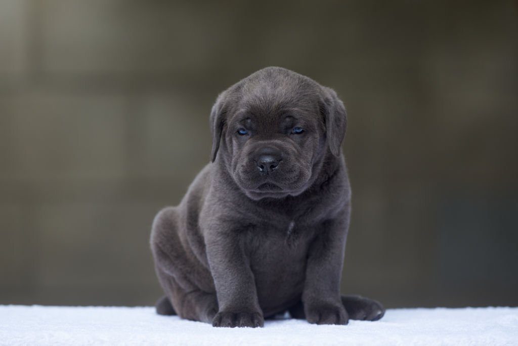 Cane Corso Puppies for Sale Under $500