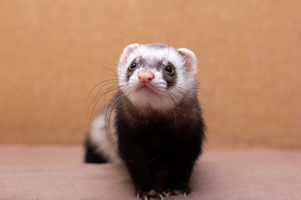 pet ferret names