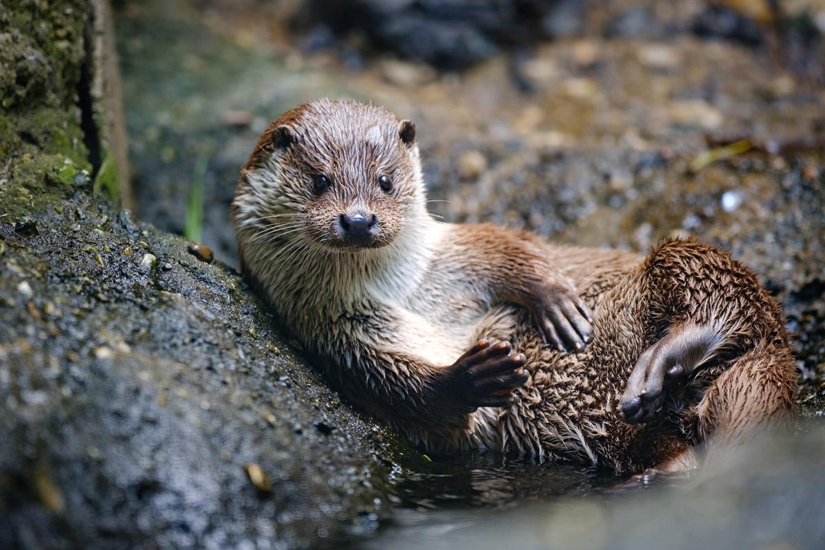 1 Top Best Otter Names For Your Pet Otter Perfect For Newbies