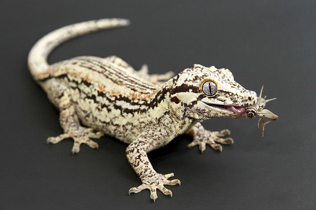 Gargoyle Gecko Care