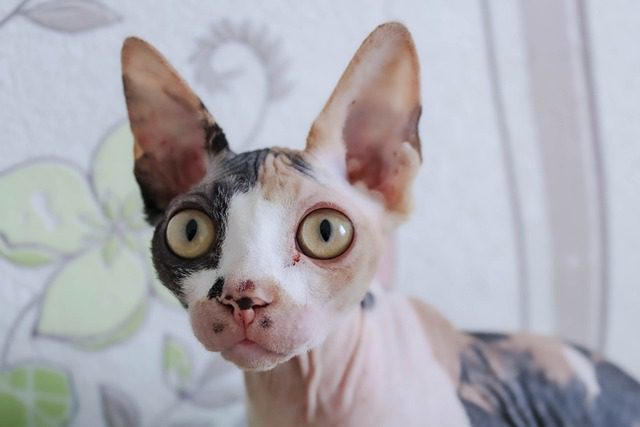 Sphynx Cat Colors